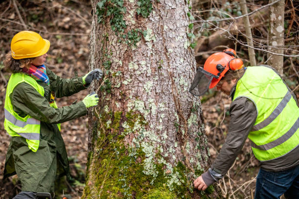 Dale City, VA Tree Services Company